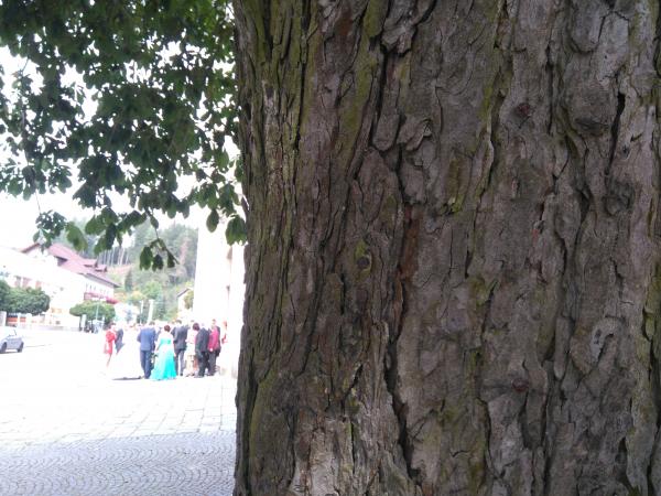 Když má člověk štěstí pozvedne oči od půllitru a uvidí svatbu